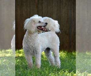 Poodle (Miniature) Dogs for adoption in Abilene, TX, USA