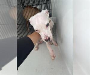 Whippet Dogs for adoption in Houston, TX, USA