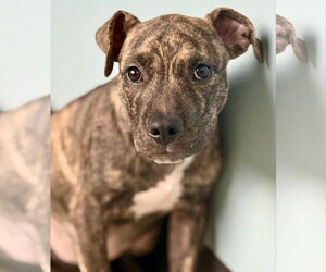 American Pit Bull Terrier-Unknown Mix Dogs for adoption in Germantown, OH, USA