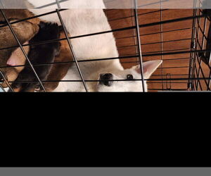 Chow Chow-German Shepherd Dog Mix Dogs for adoption in Houston, TX, USA