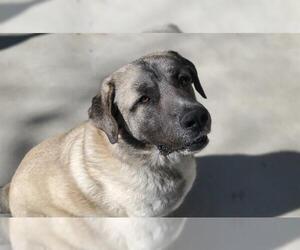 Anatolian Shepherd-Unknown Mix Dogs for adoption in Placerville, CA, USA