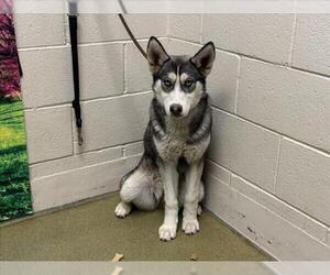 Siberian Husky-Unknown Mix Dogs for adoption in Moreno Valley, CA, USA