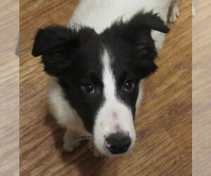 Border Collie Dogs for adoption in Minerva, OH, USA