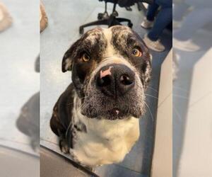 American Pit Bull Terrier-Catahoula Leopard Dog Mix Dogs for adoption in Santa Maria, CA, USA