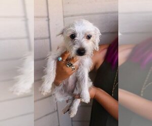 Maltese Dogs for adoption in Dana Point, CA, USA