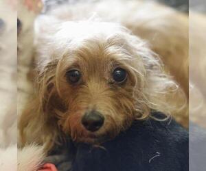 Norfolk Terrier-Unknown Mix Dogs for adoption in San Antonio, TX, USA