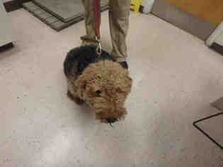 Welsh Terrier Dogs for adoption in Naples, FL, USA