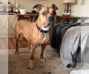 Boxer-German Shepherd Dog Mix Dogs for adoption in Princeton, MN, USA