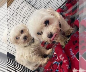 Maltese Dogs for adoption in Madison, WI, USA
