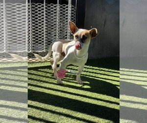 Jack Chi Dogs for adoption in Miami, FL, USA