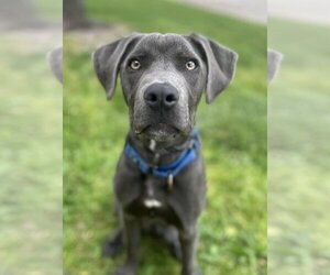 Unknown-Weimaraner Mix Dogs for adoption in Royse City, TX, USA