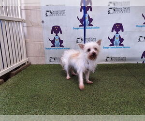 Malchi Dogs for adoption in Orlando, FL, USA