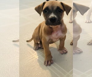 Labrador Retriever-Unknown Mix Dogs for adoption in The Woodlands, TX, USA