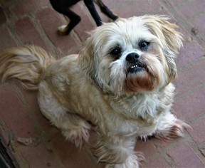 Lhasa Apso Dogs for adoption in Rowayton, CT, USA