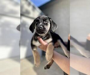 Shepradors Dogs for adoption in Dana Point, CA, USA