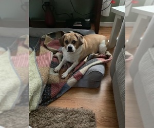Puggle Dogs for adoption in Doylestown, PA, USA
