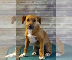 Labmaraner Dogs for adoption in SHERBURNE, NY, USA