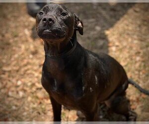 Small American Pit Bull Terrier Mix