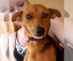 Beagle Dogs for adoption in Carrollton, TX, USA