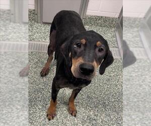 Black and Tan Coonhound-Unknown Mix Dogs for adoption in Salisbury, NC, USA