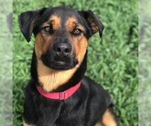 Rottweiler Dogs for adoption in Hamilton, GA, USA