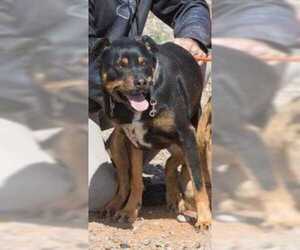 Rottweiler-Unknown Mix Dogs for adoption in Rio Rancho, NM, USA