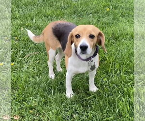 Beagle Dogs for adoption in Crystal, MN, USA