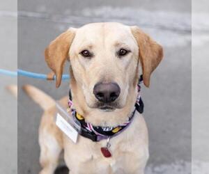 Labrador Retriever-Unknown Mix Dogs for adoption in San Diego, CA, USA