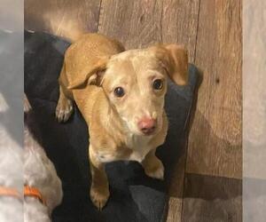 Chiweenie Dogs for adoption in Anchorage, AK, USA