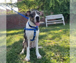 Great Dane-Unknown Mix Dogs for adoption in Boston, MA, USA