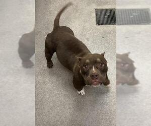 Bulldog-Unknown Mix Dogs for adoption in HESPERIA, CA, USA