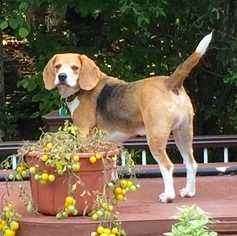 Beagle Dogs for adoption in Tonawanda , NY, USA