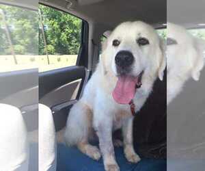 Great Pyrenees Dogs for adoption in Greenville, SC, USA