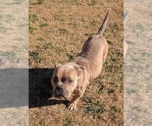 Mutt Dogs for adoption in Plano, TX, USA