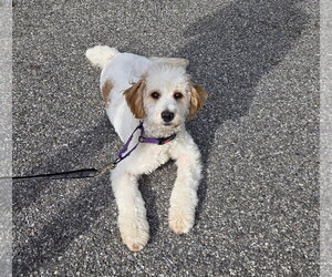 Cavapoo (Miniature) Dogs for adoption in Westwood, NJ, USA