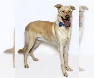 Labrador Retriever-Unknown Mix Dogs for adoption in Santa Barbara, CA, USA
