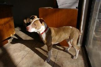 American Pit Bull Terrier-American Staffordshire Terrier Mix Dogs for adoption in Grapevine, TX, USA