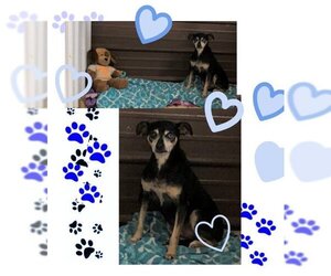 American Rat Pinscher Dogs for adoption in Tracy City, TN, USA