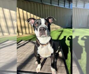 Mutt Dogs for adoption in Woodland, CA, USA