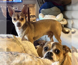 Chihuahua-Unknown Mix Dogs for adoption in Minneapolis, MN, USA