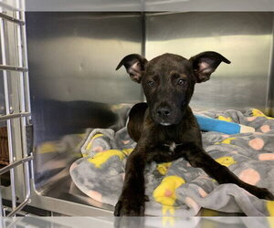 American Staffordshire Terrier-Unknown Mix Dogs for adoption in Grand Prairie, TX, USA