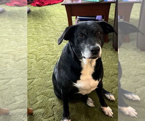 Labrador Retriever-Unknown Mix Dogs for adoption in Minneapolis, MN, USA