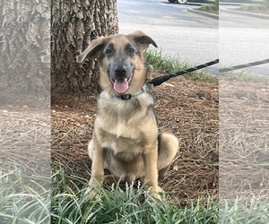 Euro Mountain Sheparnese Dogs for adoption in Holly Springs, NC, USA
