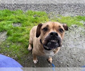 Beabull Dogs for adoption in Santa Cruz, CA, USA