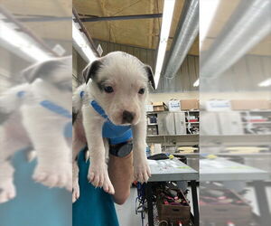 Labrador Retriever-Unknown Mix Dogs for adoption in Waco, TX, USA