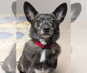 Schipperke-Unknown Mix Dogs for adoption in Greensboro, NC, USA