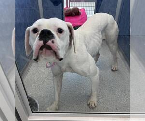 American Bulldog Dogs for adoption in Fort Collins, CO, USA