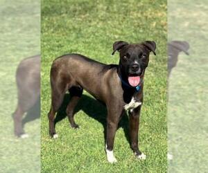 Labrador Retriever-Unknown Mix Dogs for adoption in Riverside, CA, USA