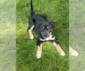 American Pit Bull Terrier-Huskies Mix Dogs for adoption in Hillsboro, MO, USA