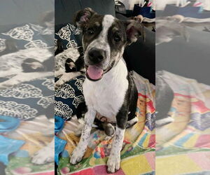 Labrador Retriever-Unknown Mix Dogs for adoption in New York, NY, USA